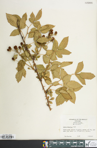 Rubus pensilvanicus image