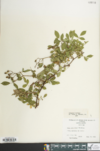 Rosa multiflora image