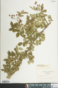 Rosa multiflora image