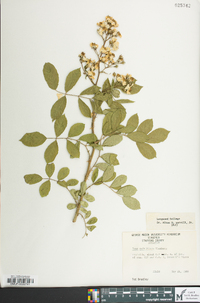 Rosa multiflora image