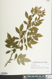 Rosa multiflora image