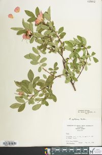 Rosa setigera image