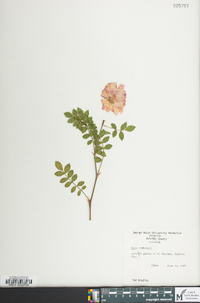 Rosa roxburghii image
