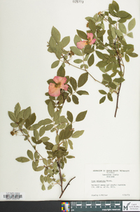 Rosa palustris image