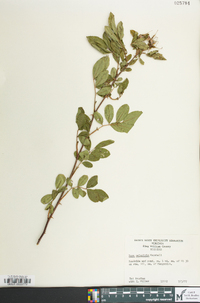 Rosa palustris image