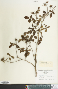 Rosa palustris image