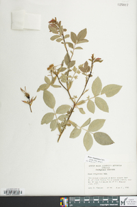 Rosa virginiana image