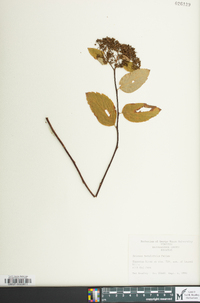 Spiraea corymbosa image