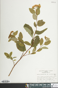 Spiraea corymbosa image