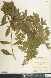 Spiraea alba image