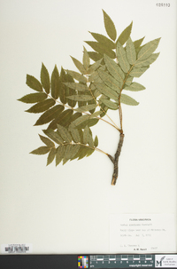 Sorbus americana image