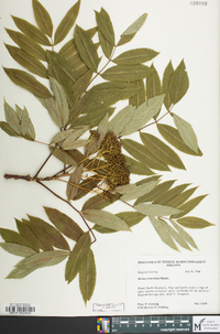 Sorbus americana image