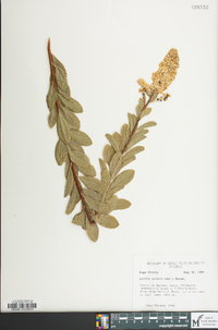 Spiraea latifolia image