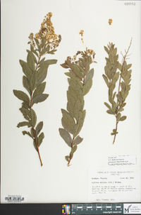 Spiraea latifolia image