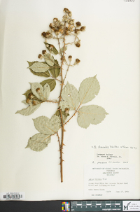 Rubus discolor image