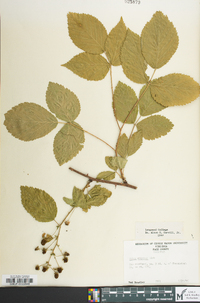 Rubus pensilvanicus image