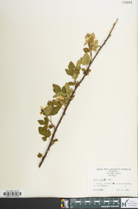 Rubus pensilvanicus image