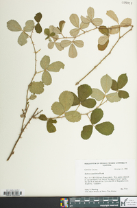 Rubus cuneifolius image