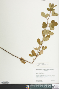 Rubus cuneifolius image