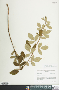 Rubus cuneifolius image