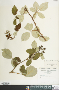 Rubus discolor image