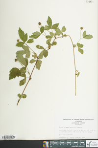 Rubus flagellaris image