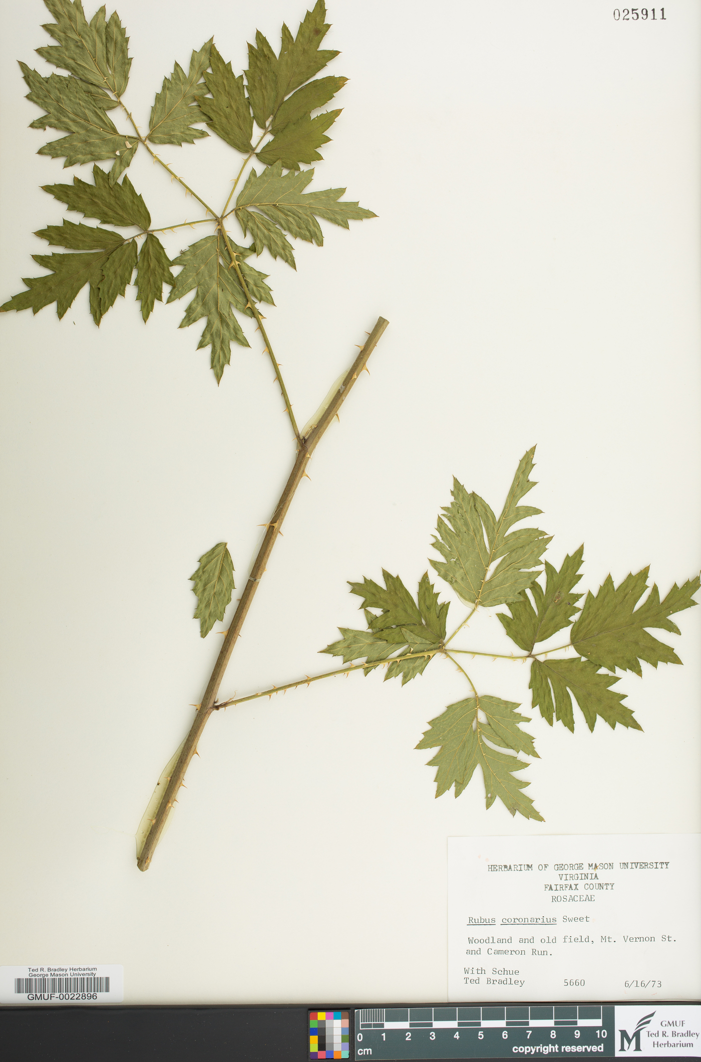 Rubus coronarius image