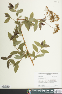 Spiraea japonica image