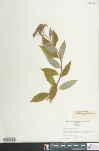 Spiraea japonica image