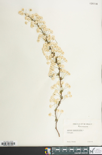 Spiraea hypericifolia image