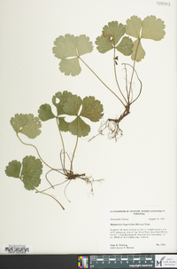 Waldsteinia fragarioides image