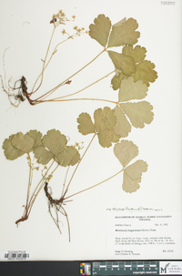 Waldsteinia fragarioides image