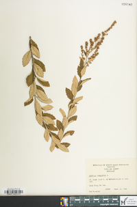 Spiraea tomentosa image