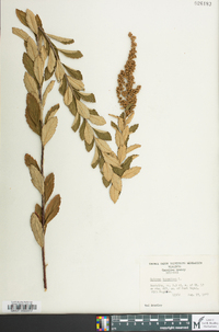 Spiraea tomentosa image