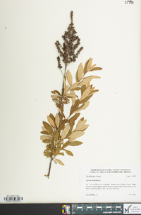 Spiraea tomentosa image