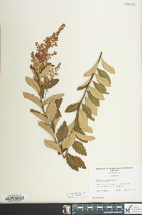 Spiraea tomentosa image