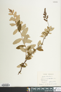 Spiraea tomentosa image