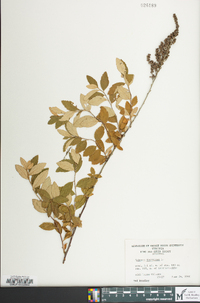 Spiraea tomentosa image