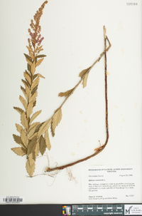 Spiraea tomentosa image