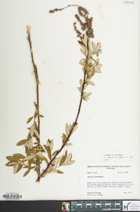 Spiraea tomentosa image