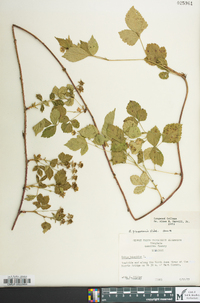 Rubus flagellaris image