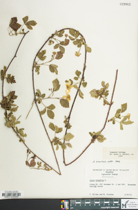 Rubus flagellaris image