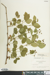 Rubus flagellaris image