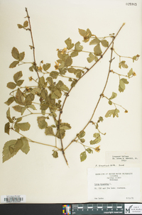 Rubus flagellaris image