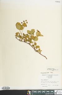 Rubus flagellaris image