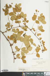 Rubus flagellaris image