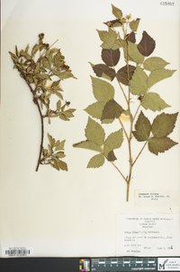 Rubus flagellaris image