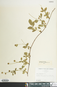 Rubus flagellaris image