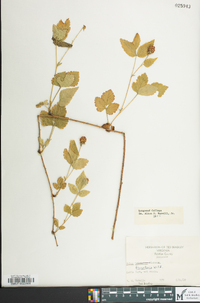 Rubus flagellaris image