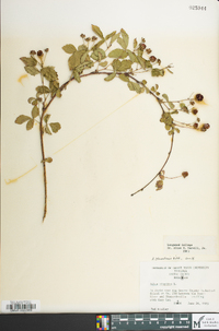 Rubus flagellaris image